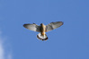 Nome del file=1712562454216.JPG
Dimensione del file=633KiB
Dimensioni=1920x1280
Aggiunta il=26 Apr 2024 1712562454216.JPG