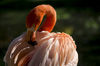 Flamingo_1200px.jpg