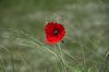 IMGP1116_nit_rid.jpg