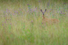 Nome del file=IMGP5634.jpg
Dimensione del file=506KiB
Dimensioni=1400x927
Aggiunta il=08 Lug 2019 IMGP5634.jpg
