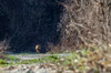 Nome del file=_PK51181.jpg
Dimensione del file=528KiB
Dimensioni=1250x828
Aggiunta il=05 Feb 2017 _PK51181.jpg