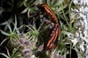 Graphosoma_1.jpg