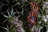 Graphosoma_2.jpg