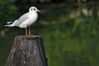 IMGP2242.jpg
