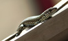 IMGP3643_04.jpg